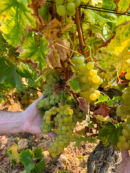 White grapes on a vine